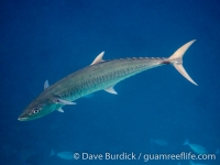 Scomberomorus commerson (Raja Ampat)