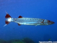 Sphyraena barracuda