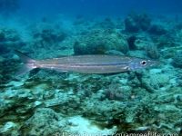 Sphyraena picudilla (Bonaire)