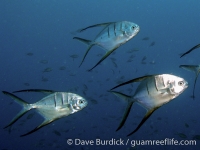 Trachinotus goodei (Bonaire)