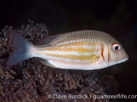 Lethrinus ornatus (Anilao)