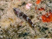 triplefin sp. A