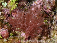 Acrosymphyton taylorii