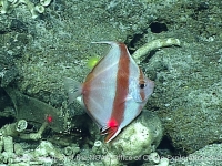 Antigonia eos