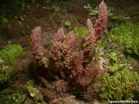 Asparagopsis taxiformis