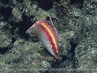 Bodianus thoracotaeniatus