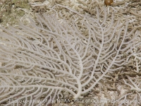 Bryozoa sp. A