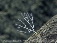 Bryozoa sp. B