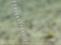 Calyptrophora distolos unbranched