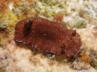 Carminodoris cf. grandiflora