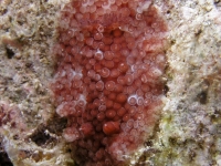 Carminodoris grandiflora