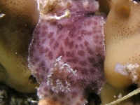 Discodoris cf. coerulescens