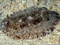 Discodoris fragilis