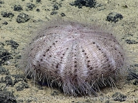 Echinothurioida