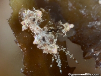 Eubranchus mandapamensis