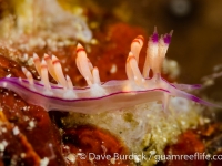 Flabellina rubrolineata