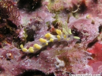 Flabellina sp. 9