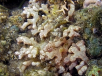 Gracilaria canaliculata