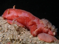 Hexabranchus sanguinus