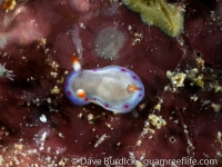 Hexabranchus sanguinus (juvenile)