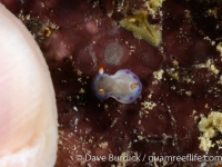 Hexabranchus sanguinus (juvenile)