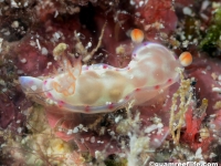 Hexabranchus sanguinus (juvenile)