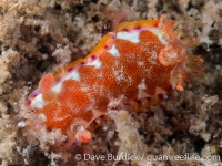 Hexabranchus sanguinus (juvenile)