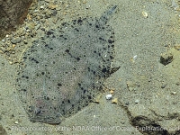 Kamoharaia megastoma