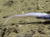 Leucicorus atlanticus