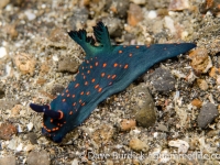 Nembrotha milleri (juvenile)