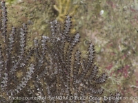 Nicella sp. A