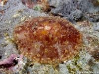 Otinodoris raripilosa