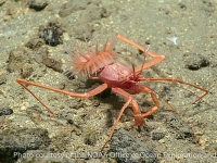 Parapagurus sp. A