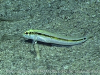 Parapercis fuscalineata