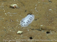 Phyllidiopsis brunckhorsti