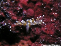 Phyllodesmium macphersonae