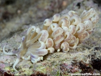 Phyllodesmium magnum