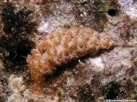 Phyllodesmium sp. A