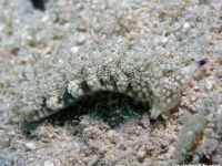 Plakobranchus cf. papua