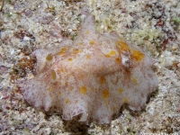 Platydoris cinerobranchiata