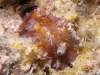 Platydoris cruenta