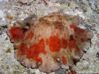 Platydoris formosa