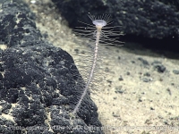 Poecilosclerida