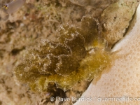 Polybranchia cf. jannae