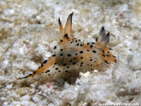 Polycera cf. abei