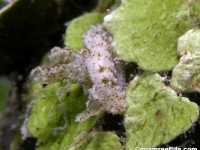 Polycera sp. A UWK sp. e622