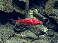 Pristilepis oligolepis