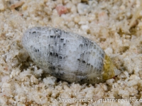 Pupa sulcata