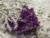 Reteporella or Phidolophora sp. A