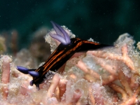 Roboastra gracilis